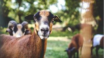 Wallpaper Goat And Sheep HD Upload At October By