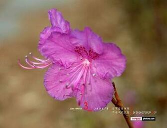 Yahoo Desktop Nature Wallpaper In HD