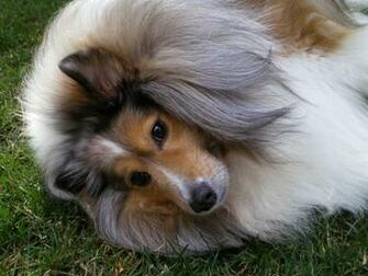 Sheltie Wallpaper