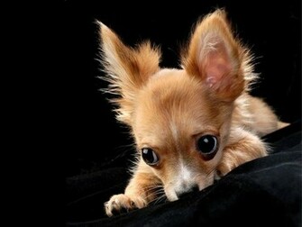 Source Url De Wallpaper 3d Ru Chihuahua Tiere