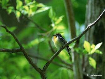 Lovely Birds Wallpaper Bird In Spring Vol1 No14 Pictures
