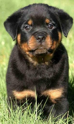 Rottweiler Wallpaper Filesize