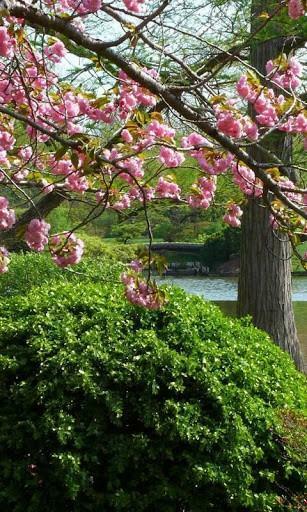 Bigger Spring HD Live Wallpaper For Android Screenshot
