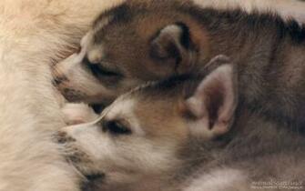 Siberian Husky Puppies Wallpaper