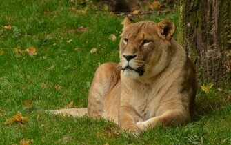 Lion Lioness Wallpaper HD