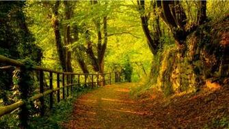 Windows Background Autumn Forest Path Wallpaper X