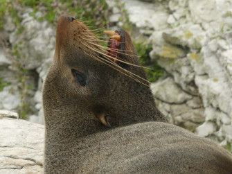 Southern Fur Seal Profile Wallpaper