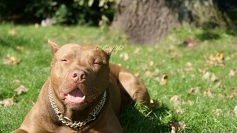 Pitbull Terrier Wallpaper HD Hq