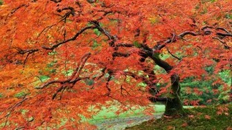 Portland Japanese Garden Wallpaper
