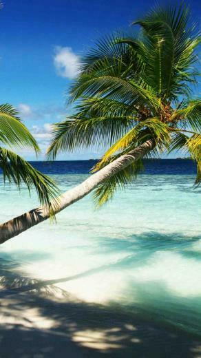 Wallpaper Maldives 4k 5k Holidays Palms Paradise