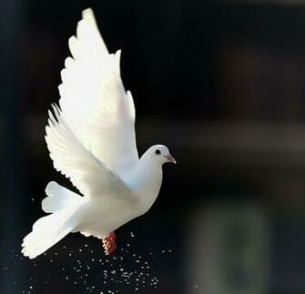 Dove Wallpaper Pictures