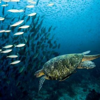 Beautiful Underwater iPad Wallpaper
