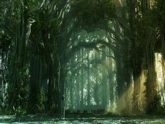 Forest HD Wallpaper Best Background