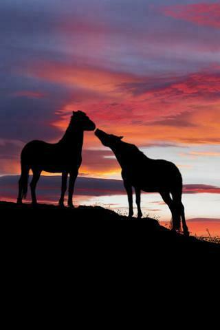Horse Sunset Wallpaper