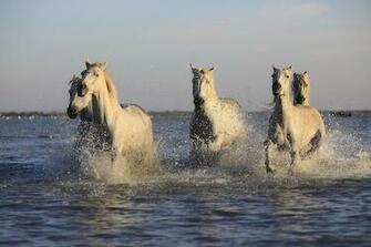 Group Of White Horse Running On Top Body Water HD Wallpaper