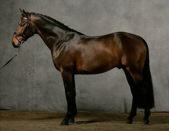 Thoroughbred Wallpaper
