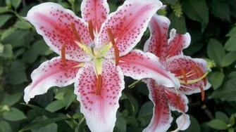 Stargazer Lily Wallpaper