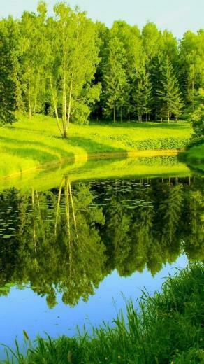 Swamp iPhone Wallpaper At Wallpaperbro