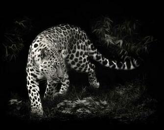 Pics Photos Black And White Leopard Wallpaper HD
