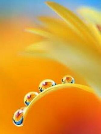 Wallpaper Natural Love Pictures Mobile
