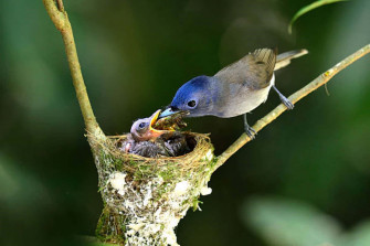 Mother Bird Picture Wallpaper