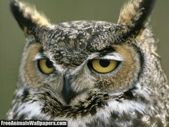 Owl Owls Wallpaper