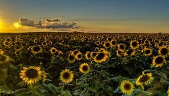 Sunset Field Sunflowers Sunflower Wallpaper Background