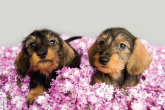 Pink Puppies Wallpaper