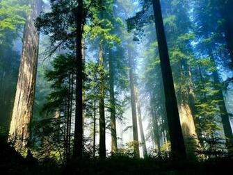 Woods The Best Wallpaper Of Web