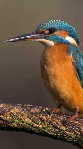 Kingfisher HD Wallpaper For Droid Razr HDwallpaper Net