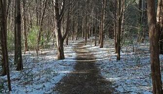 Dreamstime Stock Image Snowmobile Trail Winter Forest