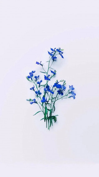 Flower Aesthetic Wallpaper