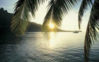 Under The Palm Tree Desktop Wallpaper