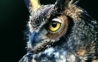 Great Horned Owl Computer Wallpaper Desktop Background