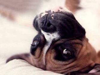 Wallpaper Boxer Dog