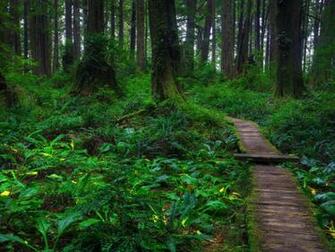 Forest Path Wallpaper Hq