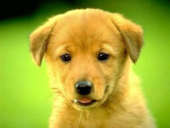 It S HD Animals Funny Wallpaper Golden Retriever Puppies