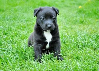 Black And White American Pit Bull Terrier Puppy HD Wallpaper