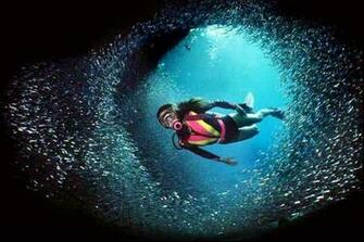 Nature Fish Hawaii Underwater Background Autumn HD Wallpaper Picture