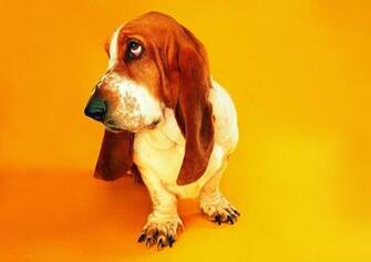 Basset Hound Wallpaper
