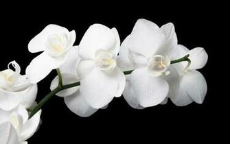 White Orchid Wallpaper