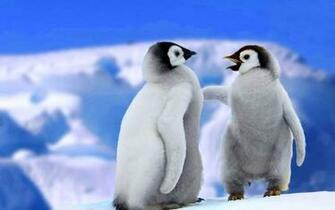 Funny Penguin Wallpaper Gallery