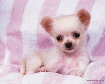 Very Cute Puppies Wallpaper