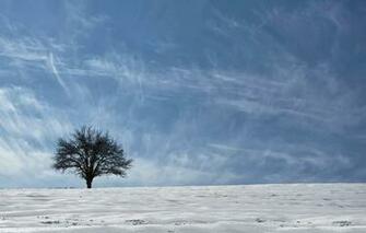 Wallpaper The Sky Snow Tree Asia Ethno Geographical Region