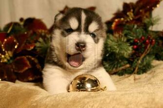 Christmas Husky Puppies Siberian Puppy