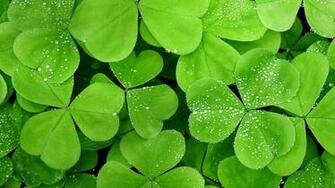 Water Leaf World HighresHDwallpaper