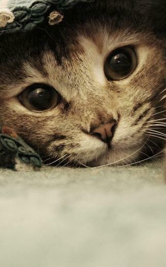 Cat Kittens Live Wallpaper Android Apps On Google Play