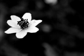 Black Flower