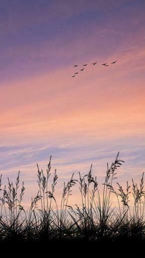 Nature Sunrise iPhone 6s Plus Wallpaper