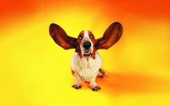 Funny Cats Dogs Wallpaper Best